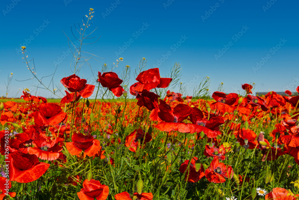 Fototapeta premium Field of common poppies in spring