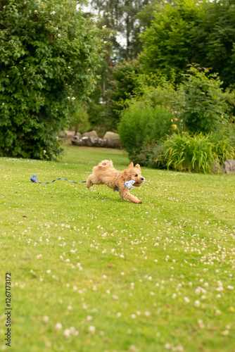 Cavapoo puppy running around with toy in the garden 