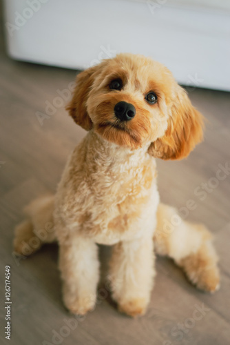 Cavapoo puppy #4