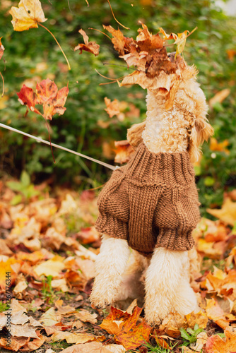 Cavapoo catching falling leaves in his mouth