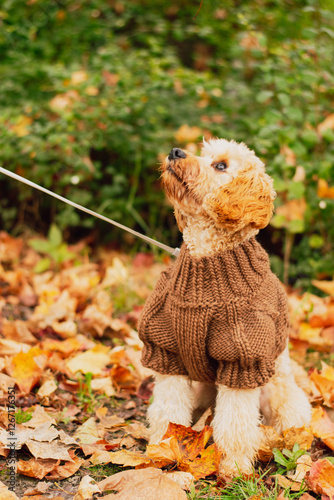Cavapoo in knitted sweater watching the leaves