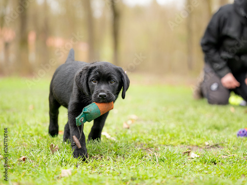 8 week old black Labrador puppy dog is playing with a dummy on a green meadow