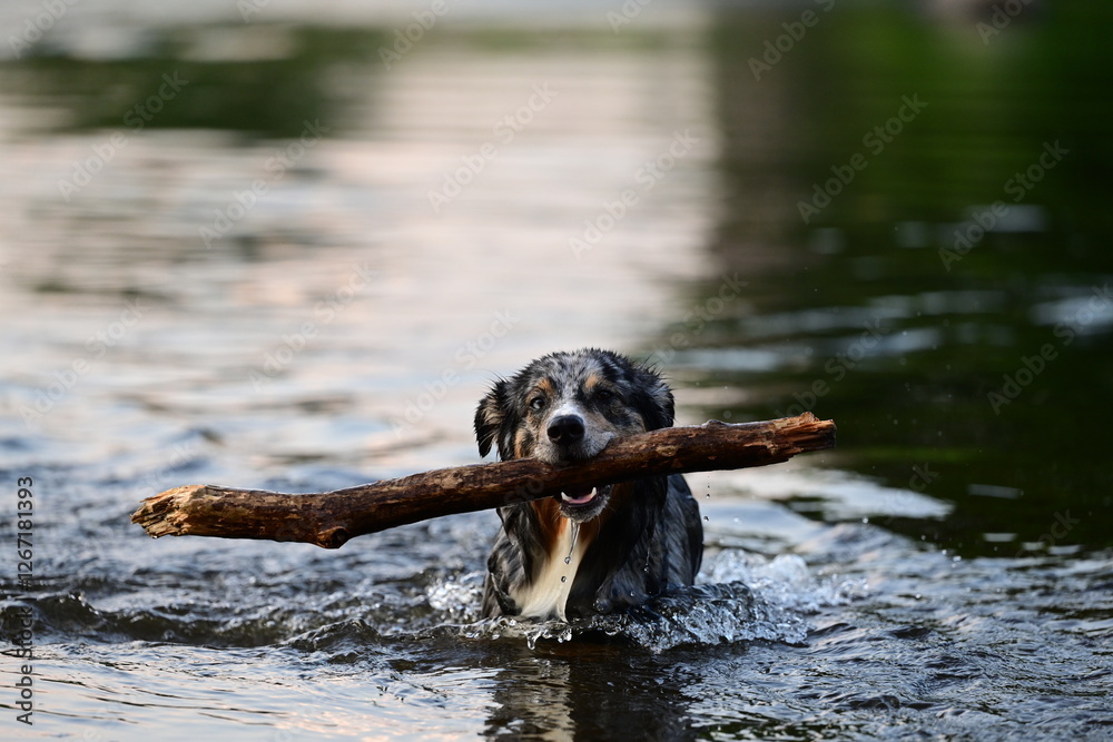 Stöckchen holen im Wasser. Schöner bunter Hund schwimmt im Fluss mit Stock im Maul Stöckchen holen im Wasser. Schöner bunter Hund schwimmt im Fluss mit Stock im Maul