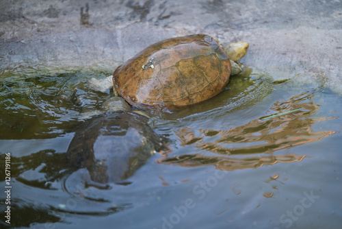 Two turtles chase each other in the water.