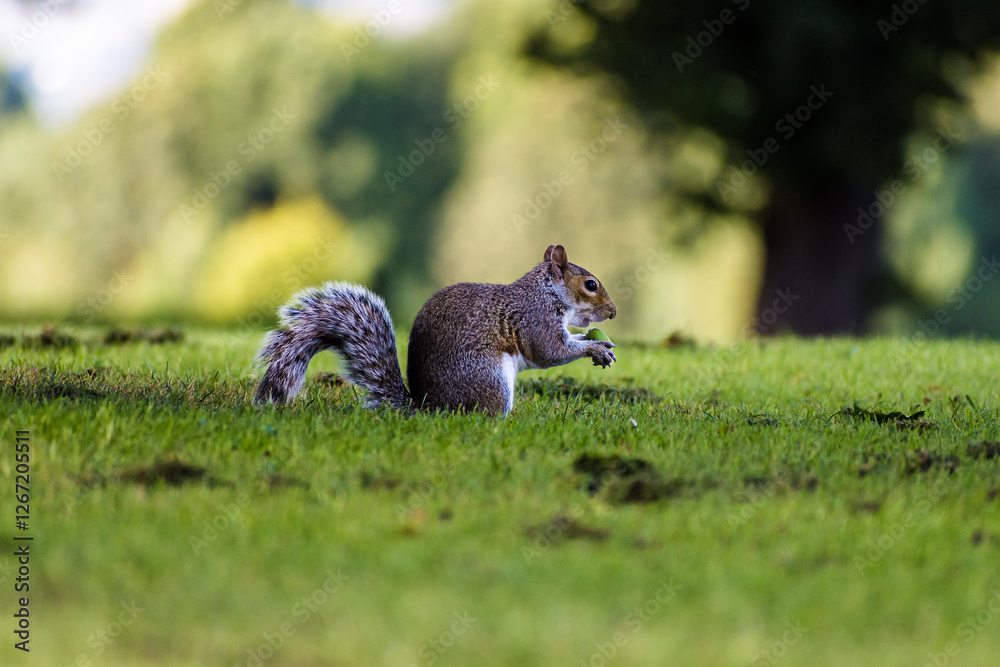 Western Grey Squirrel eating nuts on grass Western Grey Squirrel eating nuts on grass