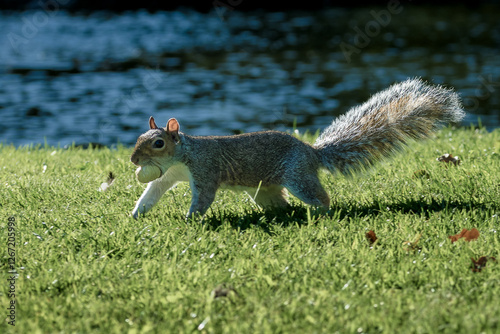 Western Grey Squirrel with a nut on the grass photo