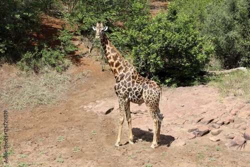 Canvas Print Giraffe / Giraffe / Giraffa camelopardalis