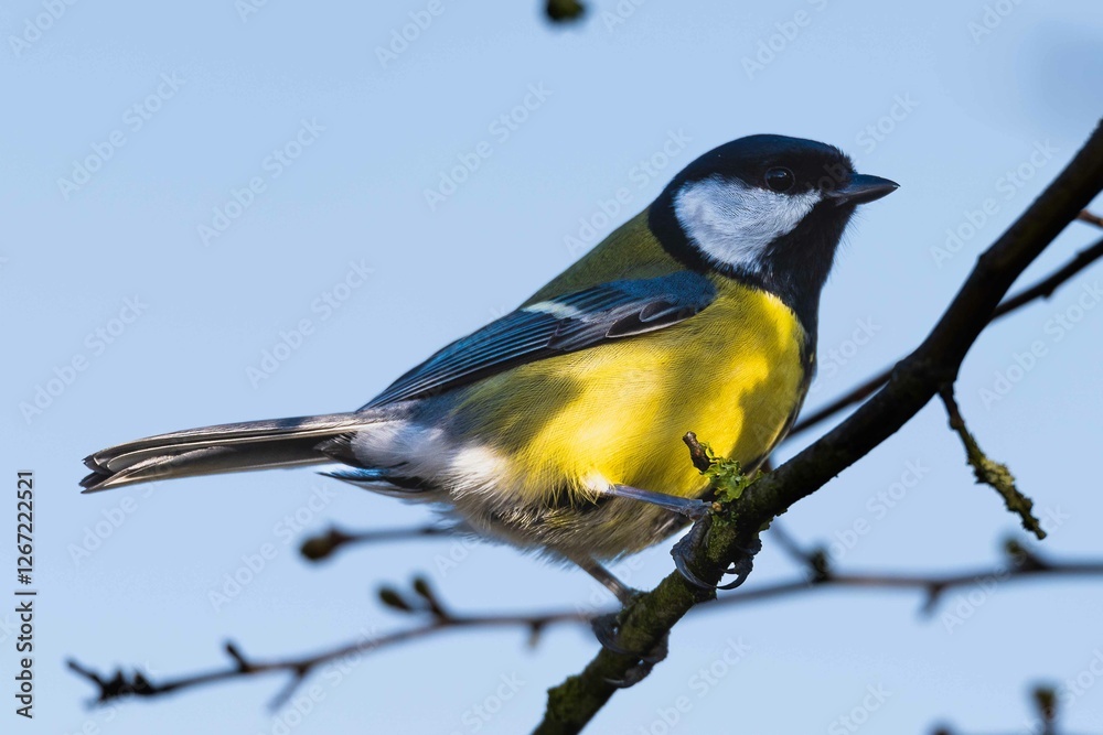 Obraz premium Ordinary blue tit, blue tit, or green, or a blue tit (lat. Cyanistes caeruleus) - a small tit with a bright blue-yellow plumage.