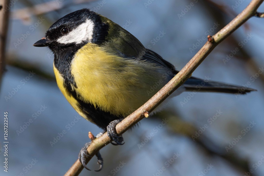 Naklejka premium Ordinary blue tit, blue tit, or green, or a blue tit (lat. Cyanistes caeruleus) - a small tit with a bright blue-yellow plumage.