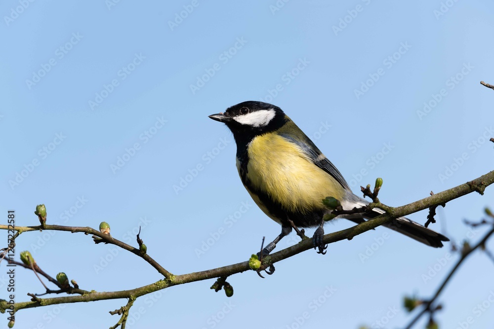Ordinary blue tit, blue tit, or green, or a blue tit (lat. Cyanistes caeruleus) - a small tit with a bright blue-yellow plumage. Ordinary blue tit, blue tit, or green, or a blue tit (lat. Cyanistes caeruleus) - a small tit with a bright blue-yellow plumage.