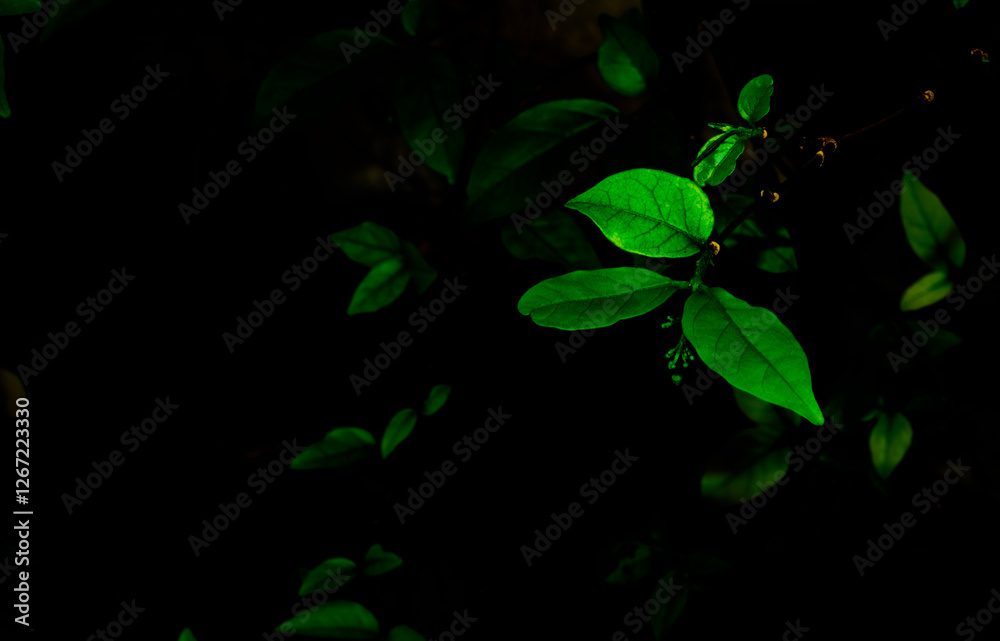 Close-up of Green Leaves with Dark Background in Nature Close-up of Green Leaves with Dark Background in Nature