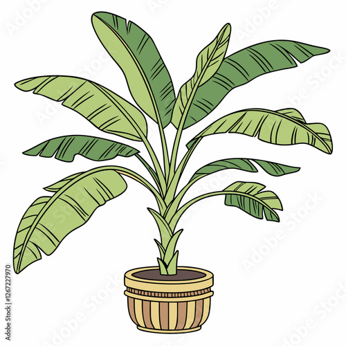Banana tree plant in pot vector illustration