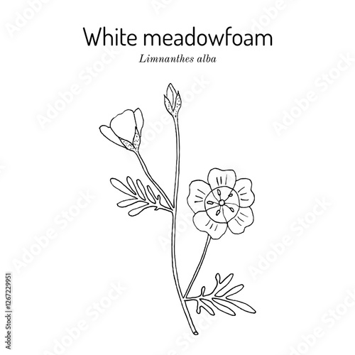 White meadowfoam (Limnanthes alba), this plant is the source of seed oil used in cosmetic and hair-care applications. Hand drawn botanical vector illustration