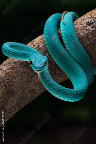 Blue white lipped pit viper. Trimeresurus. insulari photo