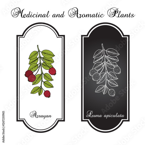 Arrayan or Chilean myrtle (Luma apiculata), edible and medicinal plant. Hand drawn botanical vector illustration photo