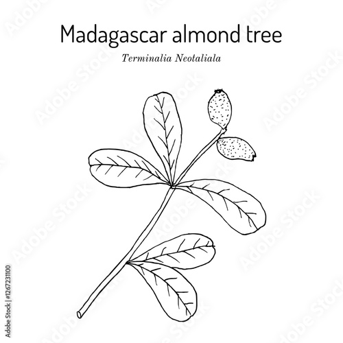 Madagascar almond tree (Terminalia neotaliala), medicinal plant. Hand drawn botanical vector illustration