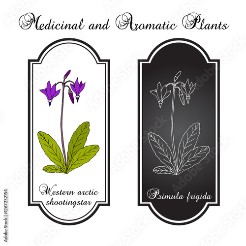Western arctic shootingstar (Primula frigida, or Dodecatheon frigidum), arctic flowering plant. Hand drawn botanical vector illustration