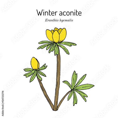 Winter aconite (Eranthis hyemalis), ornamental plant. Hand drawn botanical vector illustration