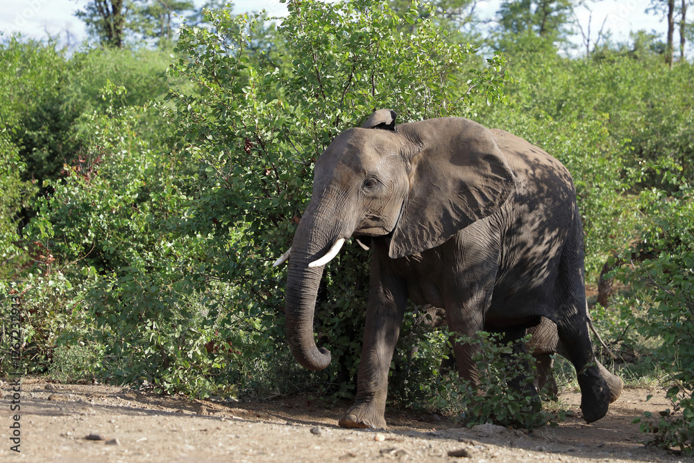Fototapeta premium Afrikanischer Elefant / African elephant / Loxodonta africana
