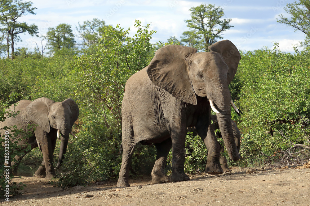 Fototapeta premium Afrikanischer Elefant / African elephant / Loxodonta africana