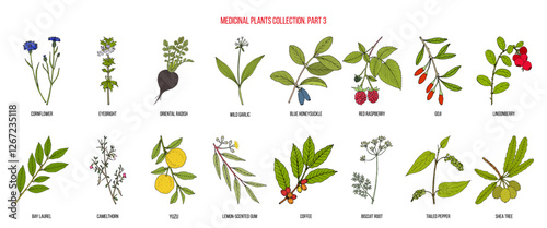 Collection of medicinal plants, part 3. Hand drawn botanical vector illustration