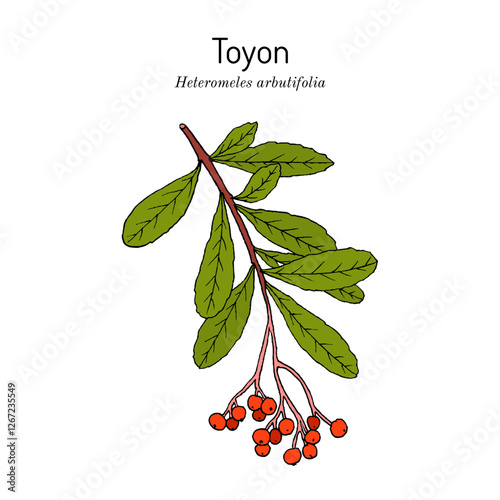 Toyon or California holly (Heteromeles arbutifolia), medicinal plant. Hand drawn botanical vector illustration