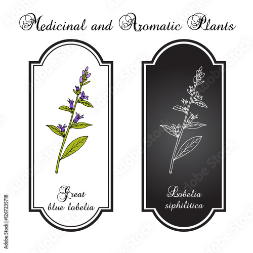 Great blue lobelia (Lobelia siphilitica), ornamental and medicinal plant. Hand drawn botanical vector illustration