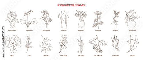 Collection of medicinal plants, part 2. Hand drawn botanical vector illustration