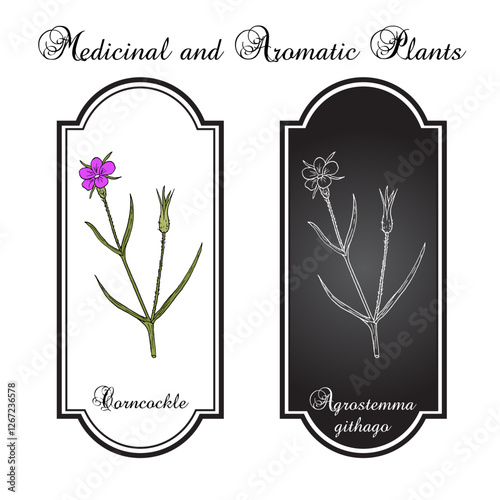 Corncockle (Agrostemma githago), medicinal plant. Hand drawn botanical vector illustration