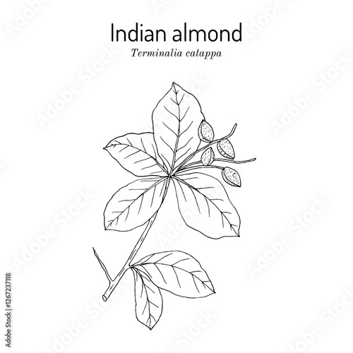 Indian Almond (Terminalia catappa), edible and medicinal plant. Hand drawn vector illustration