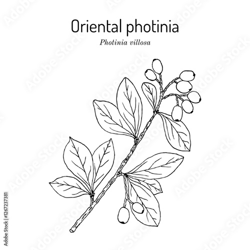 Christmas berry or oriental photinia (Photinia villosa), ornamental plant. Hand drawn botanical vector illustration