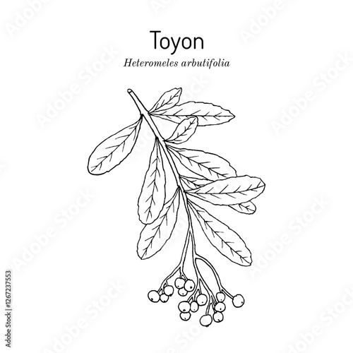 Toyon or California holly (Heteromeles arbutifolia), medicinal plant. Hand drawn botanical vector illustration photo