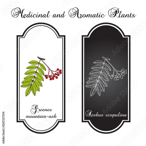 Greenes mountain-ash (Sorbus scopulina), medicinal plant. Hand drawn botanical vector illustration