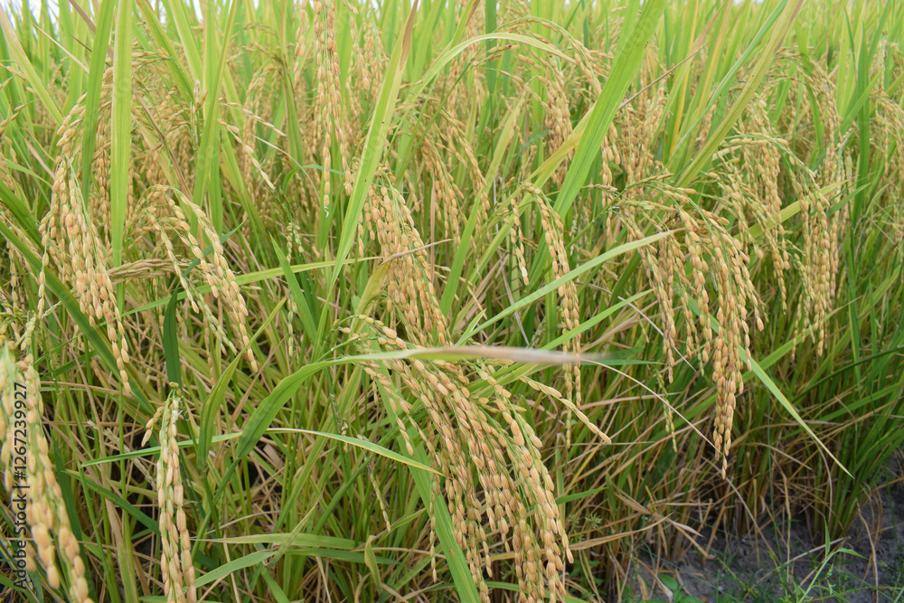 Golden yellow rice cobs grow in the rice fields in autumn. Beautiful golden rice grains in the rice fields are seen up close. Golden yellow rice cobs grow in the rice fields in autumn. Beautiful golden rice grains in the rice fields are seen up close.
