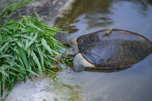 Turtle are eating morning glory in a pond.