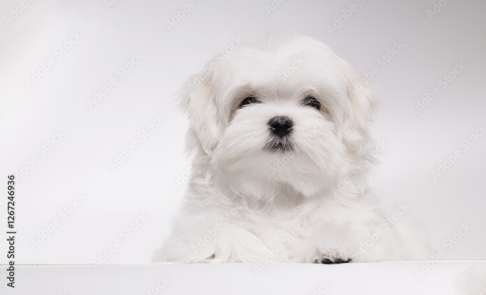 Portrait of a cute Maltese breed puppy. A small dog licking lips on a bright fashionable gray background. Portrait of a cute Maltese breed puppy. A small dog licking lips on a bright fashionable gray background.