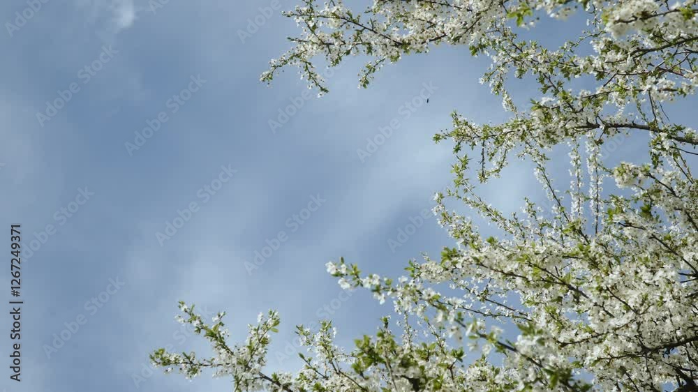 Arch of tree branches with white flowers in sunny weather against blue sky. Picturesque background shot of blooming fruit tree in spring in garden. Arch of tree branches with white flowers in sunny weather against blue sky. Picturesque background shot of blooming fruit tree in spring in garden.