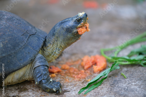 Close up of turtle is eating papaya deliciously.