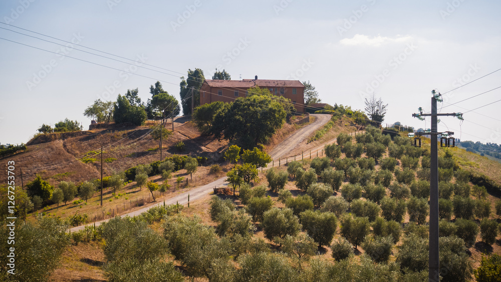 A typical farm located on hills with olive trees and arid land somewhere on the tuscany countryside evokes beautiful summer vacation in Italy, where agriculture meets with slow life and great food. A typical farm located on hills with olive trees and arid land somewhere on the tuscany countryside evokes beautiful summer vacation in Italy, where agriculture meets with slow life and great food.