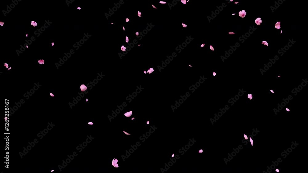Cherry blossom, sakura leaves falling transparent video
