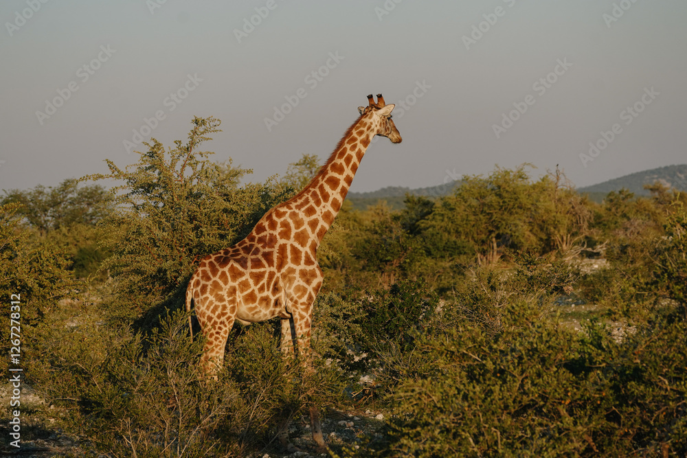 Obraz premium A beautiful spotted giraffe walking in the bushes of the savannah at sunset in the Namibian Etosha National Park.