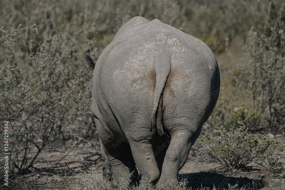 Fototapeta premium A beautiful White rhino is walking in the savannah bushes, turned on its butt in the Namibian Etosha National Park.