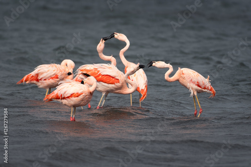 Bunch of beautifully colored wild chilean flamingos fighting in the lagoon of harbour in Puerto Natales, Patagonian, chilean wildlife, Patagonia, Chile
