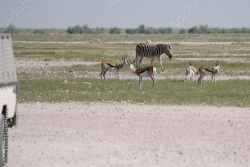 Canvas Print Car driving on the road past wild animals standing on the side of the road one zebra and one some springboks in the savannah in the Namibian Etosha National Park