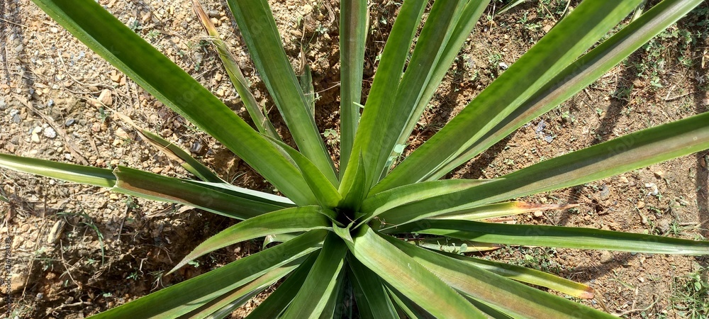 Obraz premium Pineapple (Ananas comosus) is a tropical plant
