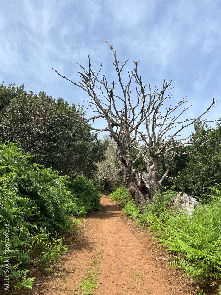 Hiking around Teror