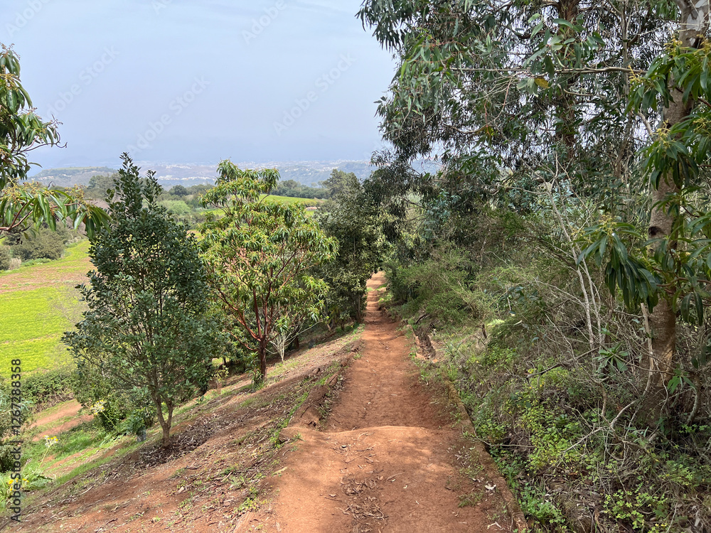 Hiking around Teror
