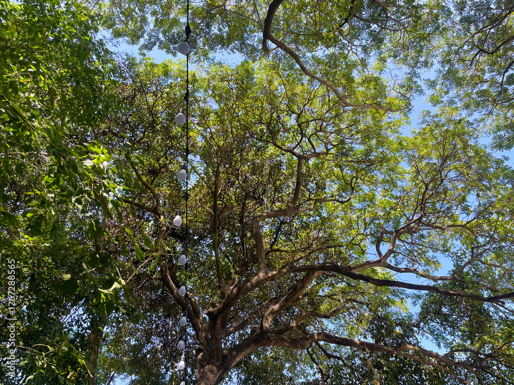 Big tree decorated with light bulbs. Clear blue sky in the background Big tree decorated with light bulbs. Clear blue sky in the background