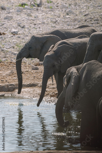 Photography Group of elephants bathing and drinking at watering hole in the savannah in the Namibian Etosha National Park
