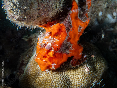 Warty frogfish (Antennarius maculatus) photo